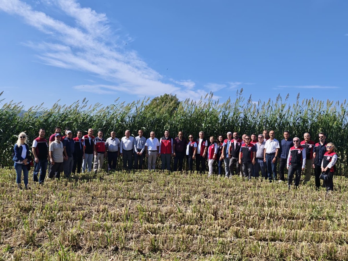 BERGAMA’DA MISIRA ALTERNATİF YEM BİTKİSİNDE HASAT